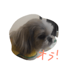 ちょい冷めてる犬（個別スタンプ：1）