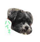 ちょい冷めてる犬（個別スタンプ：2）
