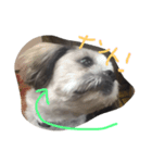 ちょい冷めてる犬（個別スタンプ：4）