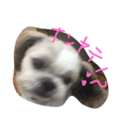 ちょい冷めてる犬（個別スタンプ：7）