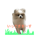 ポメラニアンのチャイ 1（個別スタンプ：1）