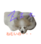 ポメラニアンのチャイ 1（個別スタンプ：2）