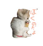 ポメラニアンのチャイ 1（個別スタンプ：3）