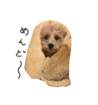 ゆる〜犬（個別スタンプ：1）
