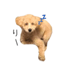 ゆる〜犬（個別スタンプ：4）