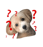 ゆる〜犬（個別スタンプ：10）