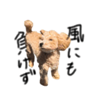 ゆる〜犬（個別スタンプ：12）