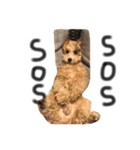 ゆる〜犬（個別スタンプ：13）