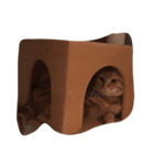カントの1日（個別スタンプ：2）
