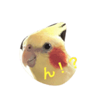 オカメインコのまるおさん（個別スタンプ：1）
