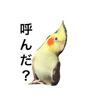 オカメインコのまるおさん（個別スタンプ：2）