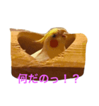 オカメインコのまるおさん（個別スタンプ：3）