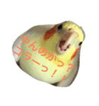 オカメインコのまるおさん（個別スタンプ：5）