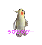 オカメインコのまるおさん（個別スタンプ：6）