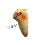オカメインコのまるおさん（個別スタンプ：7）
