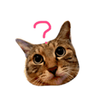 猫のロックさん（個別スタンプ：1）
