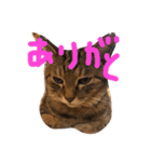 猫のロックさん（個別スタンプ：3）