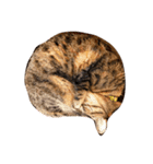猫のロックさん（個別スタンプ：5）