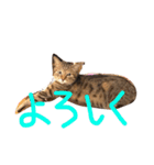 猫のロックさん（個別スタンプ：7）