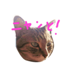 猫のロックさん（個別スタンプ：8）