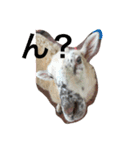 レイと動物（個別スタンプ：3）