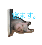 レイと動物（個別スタンプ：4）
