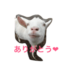レイと動物（個別スタンプ：8）