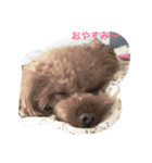 ぷーどる'ず（個別スタンプ：1）