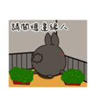 black black rabbit 3（個別スタンプ：24）