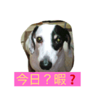 日常のまる（個別スタンプ：5）