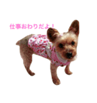 ヨーキーココアちゃん2（個別スタンプ：3）