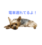 ヨーキーココアちゃん2（個別スタンプ：4）