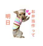 ヨーキーココアちゃん2（個別スタンプ：6）
