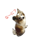 パピヨンのモモ（個別スタンプ：3）