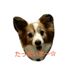 パピヨンのモモ（個別スタンプ：5）