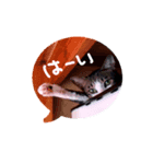 ミィ＆ニャニャ（個別スタンプ：5）