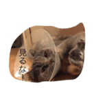 まる子16（個別スタンプ：5）
