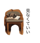 まる子16（個別スタンプ：14）