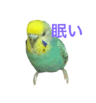 ピーピーピーちゃん（個別スタンプ：1）