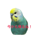 ピーピーピーちゃん（個別スタンプ：4）