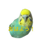 ピーピーピーちゃん（個別スタンプ：5）