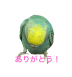 ピーピーピーちゃん（個別スタンプ：6）