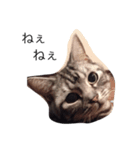 ねこのみーちゃん。（個別スタンプ：1）
