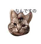ねこのみーちゃん。（個別スタンプ：2）