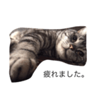 ねこのみーちゃん。（個別スタンプ：3）
