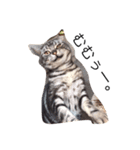 ねこのみーちゃん。（個別スタンプ：4）