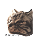ねこのみーちゃん。（個別スタンプ：6）