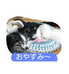 ソルト（個別スタンプ：1）