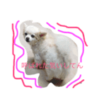 moko is very cute！（個別スタンプ：1）