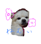 moko is very cute！（個別スタンプ：3）